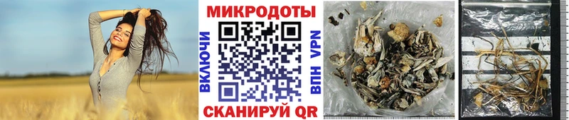 купить наркоту Светлогорск Псилоцибиновые грибы Psilocybe